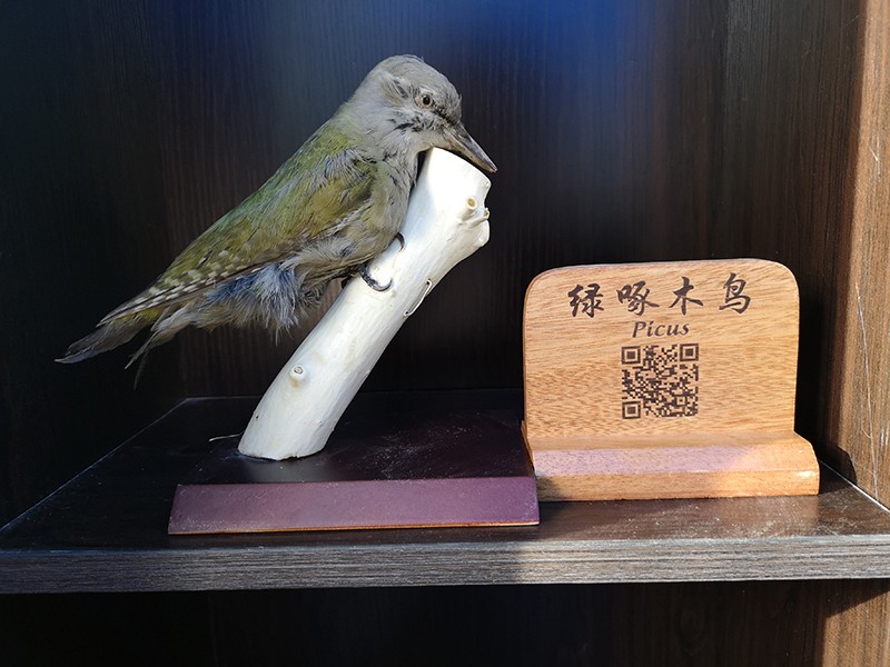 剝制標本