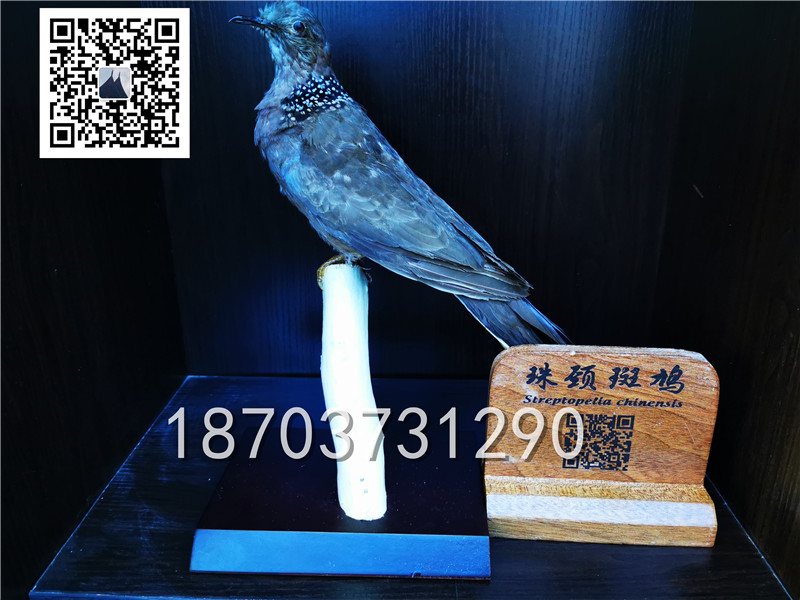 動(dòng)物剝制標(biāo)本 (25)