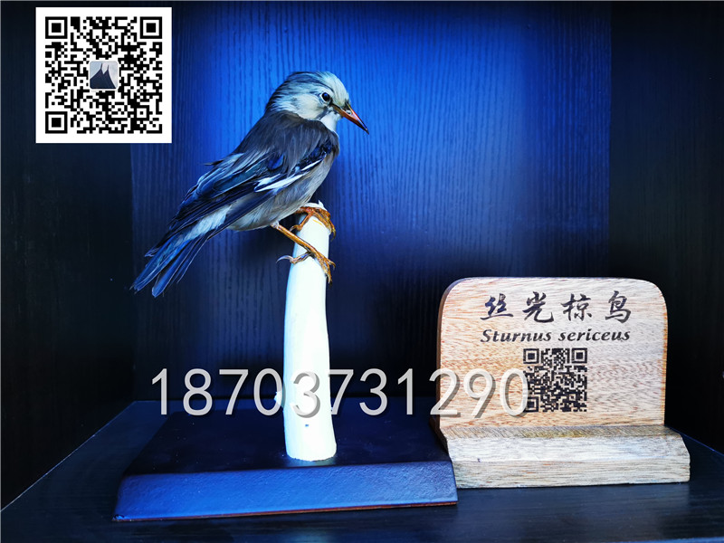 動(dòng)物剝制標(biāo)本 (28)